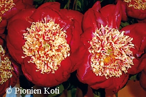 Paeonia lactiflora 'Sword Dance', kiinanpioni